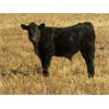 Image 2 : Deis Ranch - 475# Steer Calves - 110 Head (Fox Valley, SK)
