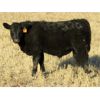 Image 3 : Deis Ranch - 475# Steer Calves - 110 Head (Fox Valley, SK)