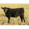 Image 4 : Deis Ranch - 475# Steer Calves - 110 Head (Fox Valley, SK)