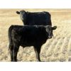 Image 5 : Deis Ranch - 475# Steer Calves - 110 Head (Fox Valley, SK)