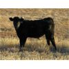 Image 6 : Deis Ranch - 475# Steer Calves - 110 Head (Fox Valley, SK)