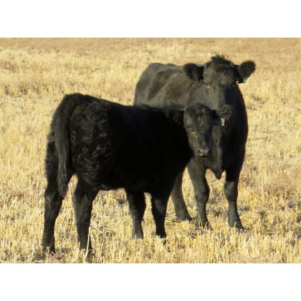 Deis Ranch - 520# Heifer Calves - 110 Head (Fox Valley, SK)