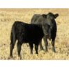 Image 1 : Deis Ranch - 520# Heifer Calves - 110 Head (Fox Valley, SK)