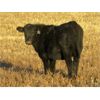 Image 2 : Deis Ranch - 520# Heifer Calves - 110 Head (Fox Valley, SK)