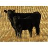 Image 3 : Deis Ranch - 520# Heifer Calves - 110 Head (Fox Valley, SK)