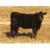 Image 4 : Deis Ranch - 520# Heifer Calves - 110 Head (Fox Valley, SK)
