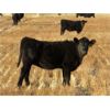 Image 5 : Deis Ranch - 520# Heifer Calves - 110 Head (Fox Valley, SK)