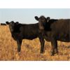 Image 6 : Deis Ranch - 520# Heifer Calves - 110 Head (Fox Valley, SK)