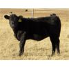 Image 1 : Deis Ranch - 450# Heifer Calves - 110 Head (Fox Valley, SK)