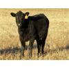 Image 3 : Deis Ranch - 450# Heifer Calves - 110 Head (Fox Valley, SK)