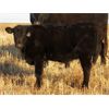 Image 4 : Deis Ranch - 450# Heifer Calves - 110 Head (Fox Valley, SK)