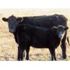 Image 5 : Deis Ranch - 450# Heifer Calves - 110 Head (Fox Valley, SK)