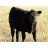 Image 6 : Deis Ranch - 450# Heifer Calves - 110 Head (Fox Valley, SK)
