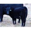 Image 4 : Ray Torkelson - 520# Heifer Calves - 115 Head (Millicent, AB)