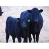 Image 5 : Ray Torkelson - 520# Heifer Calves - 115 Head (Millicent, AB)