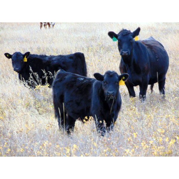 Dale & Lacey Pfahl - 540# Steer Calves - 75 Head (Rolling Hills, AB)