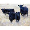 Image 1 : Dale & Lacey Pfahl - 540# Steer Calves - 75 Head (Rolling Hills, AB)