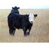 Image 2 : Dale & Lacey Pfahl - 540# Steer Calves - 75 Head (Rolling Hills, AB)