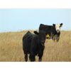 Image 7 : Dale & Lacey Pfahl - 540# Steer Calves - 75 Head (Rolling Hills, AB)