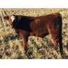 Image 1 : Greenhorn Farms - 600# Steer Calves - 75 Head (Colonsay, SK)