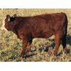 Image 2 : Greenhorn Farms - 600# Steer Calves - 75 Head (Colonsay, SK)