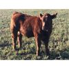 Image 3 : Greenhorn Farms - 600# Steer Calves - 75 Head (Colonsay, SK)