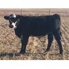 Image 4 : Greenhorn Farms - 600# Steer Calves - 75 Head (Colonsay, SK)
