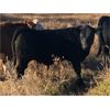 Image 5 : Greenhorn Farms - 600# Steer Calves - 75 Head (Colonsay, SK)