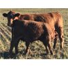 Image 6 : Greenhorn Farms - 600# Steer Calves - 75 Head (Colonsay, SK)