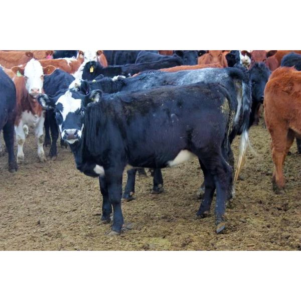 *added lot* Van Driel Farms  - 635# Heifers - 200 Head (Fort Macleod, AB)