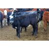 Image 1 : *added lot* Van Driel Farms  - 635# Heifers - 200 Head (Fort Macleod, AB)
