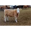 Image 4 : *added lot* Van Driel Farms  - 635# Heifers - 200 Head (Fort Macleod, AB)