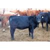 Image 6 : *added lot* Van Driel Farms  - 635# Heifers - 200 Head (Fort Macleod, AB)