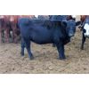 Image 7 : *added lot* Van Driel Farms  - 635# Heifers - 200 Head (Fort Macleod, AB)