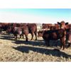 Image 10 : Prairie Ridge Ranch - 600# Steer Calves - 90 Head (Torrington, AB)