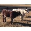 Image 13 : Prairie Ridge Ranch - 600# Steer Calves - 90 Head (Torrington, AB)
