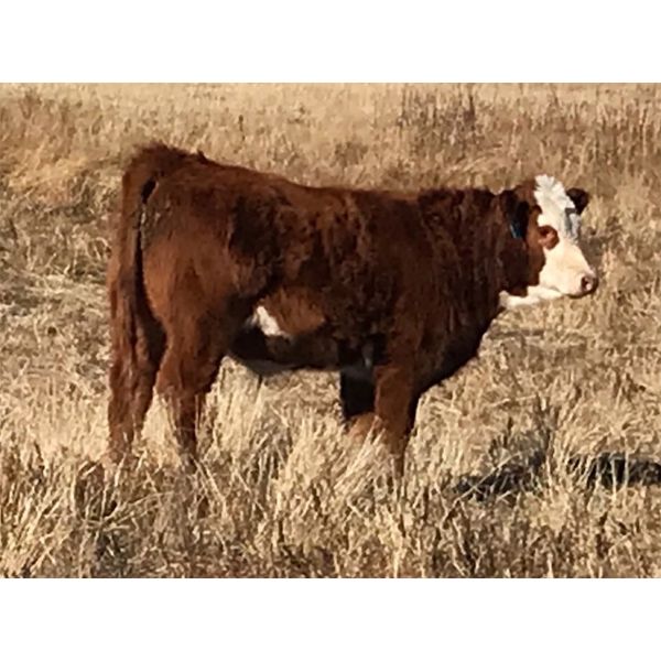 Prairie Ridge Ranch - 600# Steer Calves - 90 Head (Torrington, AB)