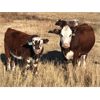 Image 4 : Prairie Ridge Ranch - 600# Steer Calves - 90 Head (Torrington, AB)