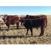 Image 5 : Prairie Ridge Ranch - 600# Steer Calves - 90 Head (Torrington, AB)