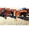 Image 6 : Prairie Ridge Ranch - 600# Steer Calves - 90 Head (Torrington, AB)