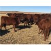 Image 7 : Prairie Ridge Ranch - 600# Steer Calves - 90 Head (Torrington, AB)