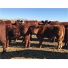Image 8 : Prairie Ridge Ranch - 600# Steer Calves - 90 Head (Torrington, AB)