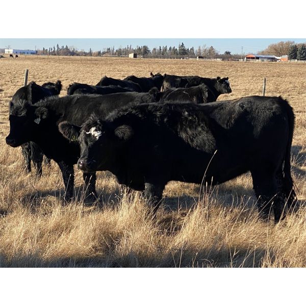 Gary Dickson - 1100# Bred Heifers - 25 Head (Condor, AB)