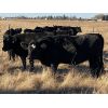 Image 1 : Gary Dickson - 1100# Bred Heifers - 25 Head (Condor, AB)