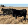 Image 2 : Gary Dickson - 1100# Bred Heifers - 25 Head (Condor, AB)