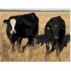 Image 3 : Gary Dickson - 1100# Bred Heifers - 25 Head (Condor, AB)