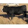 Image 5 : Gary Dickson - 1100# Bred Heifers - 25 Head (Condor, AB)