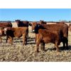 Image 10 : C & M Jensen - 580# Steer Calves - 75 Head (Airdrie, AB)