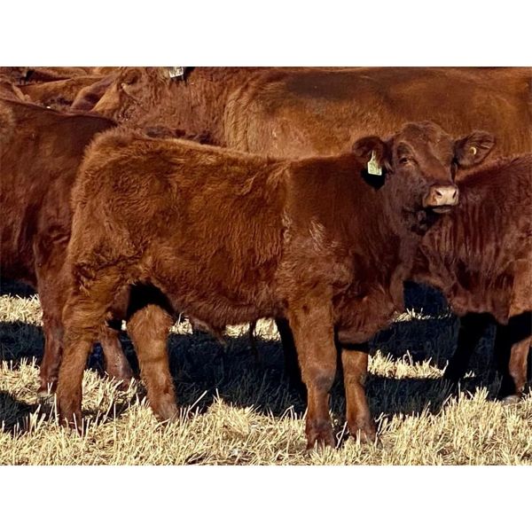 C & M Jensen - 580# Steer Calves - 75 Head (Airdrie, AB)