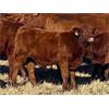Image 1 : C & M Jensen - 580# Steer Calves - 75 Head (Airdrie, AB)